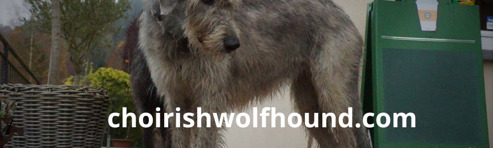 choirishwolfhound.com