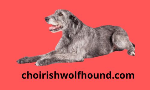 choirishwolfhound.com